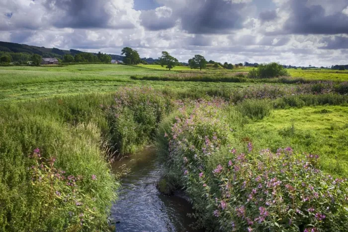 Framed Print : View of river with flowering Himalayan Balsam (Impatiens glandulifera) introduced invasive species, River Loud Framed Print : View of river with flowering Himalayan Balsam (Impatiens glandulifera) introduced invasive species, River Loud