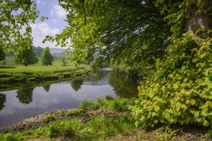 Framed Print : View of river and riverside trees, River Hodder, Whitewell, Forest of Bowland, Lancashire, England, June Framed Print : View of river and riverside trees, River Hodder, Whitewell, Forest of Bowland, Lancashire, England, June