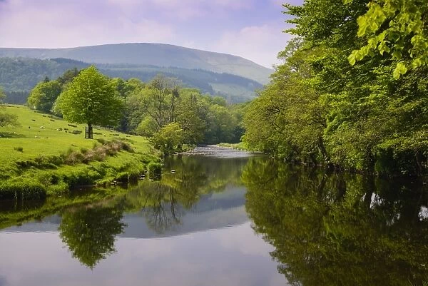 View of river and riverside trees, River Hodder, Whitewell, Forest of Bowland, Lancashire, England, June