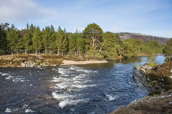 View over river towards Scots Pine (Pinus sylvestris) forest habitat with deer fencing, River Dee, near Braemar