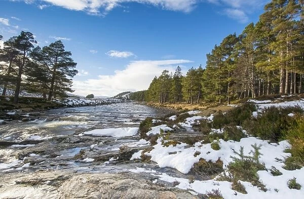 View of river and Scots Pine (Pinus sylvestris) forest habitat in snow, River Dee, Linn of Dee, Grampian Mountains