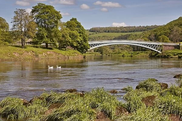 View of river, swimming geese and bridge, Bigsweir Bridge, Bigsweir, River Wye, Lower Wye Valley, Monmouthshire, Wales