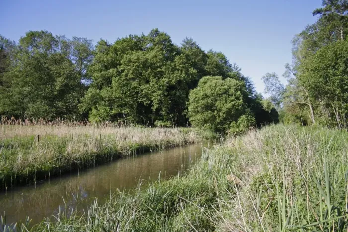 Framed Print : View of river and trees in river valley fen habitat, River Waveney, Redgrave and Lopham Fen N. N. R Framed Print : View of river and trees in river valley fen habitat, River Waveney, Redgrave and Lopham Fen N. N. R