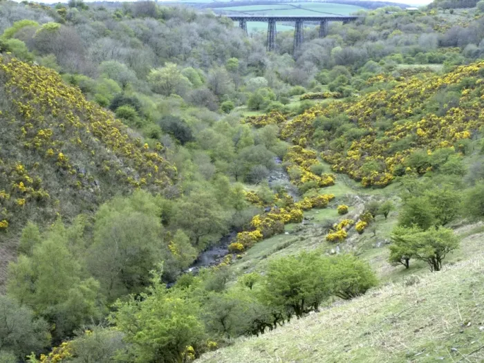 Framed Print : View of river valley with gorse flowering on slopes, Meldon Viaduct, River Okement, Meldon, Dartmoor, Devon, England Framed Print : View of river valley with gorse flowering on slopes, Meldon Viaduct, River Okement, Meldon, Dartmoor, Devon, England