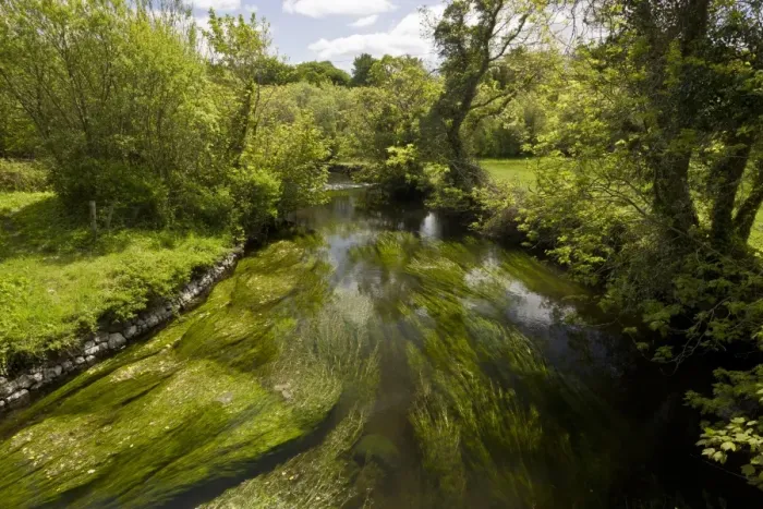 Framed Print : View of river with Water-crowfoot (Ranunculus sp. ) and other aquatic plants, River Fergus, below Lough Inchiquin Framed Print : View of river with Water-crowfoot (Ranunculus sp. ) and other aquatic plants, River Fergus, below Lough Inchiquin