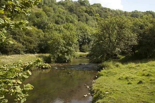 View of river and wooded slope habitat, River Derwent, Millers Dale Quarry, Derbyshire Wildlife Trust Reserve