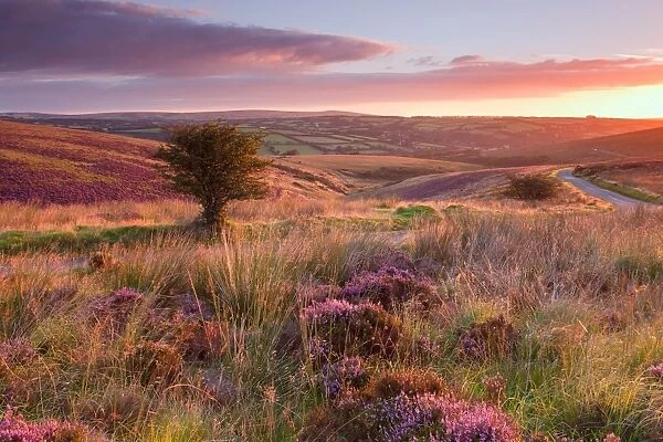 View of road through moorland habitat with flowering heather and hawthorn trees at sunrise, Knighton Combe