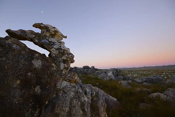 View of rock formations in upland habitat at sunset, Winterhoekberge, Western Cape, South Africa, February