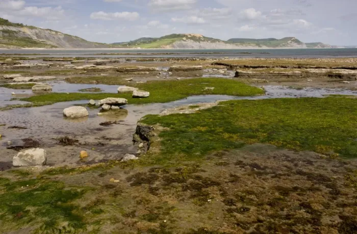 Framed Print : View of rockpools and rock ledges exposed on beach at low tide, looking towards Golden Cap, Broad Ledge, Lyme Regis, Dorset, England, may