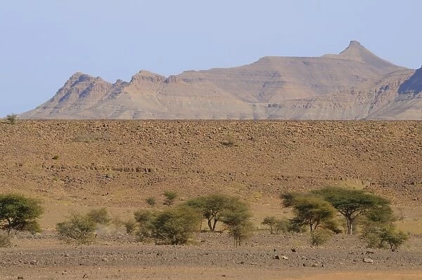 View of rocky desert habitat with acacia trees, Tazzarine, Morocco, january