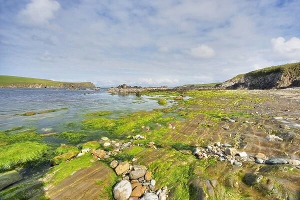 View of rocky shore with seaweed at low tide, Bigton Wick, Mainland, Shetland Islands, Scotland, May