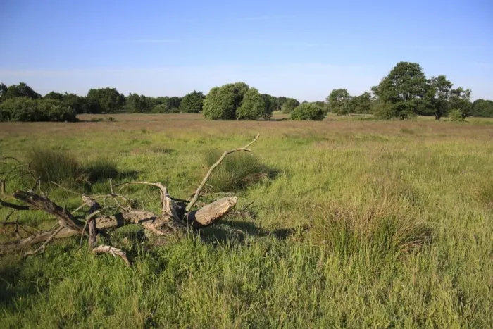 Framed Print : View of rough pasture habitat with rushes and decaying tree stump, Roydon, Upper Waveney Valley, Norfolk, England, june