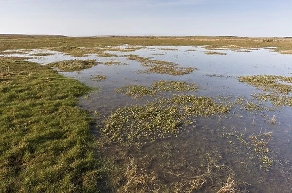 View of saltmarsh habitat developing as shingle ridge has been breached, managed retreat from rising sea levels