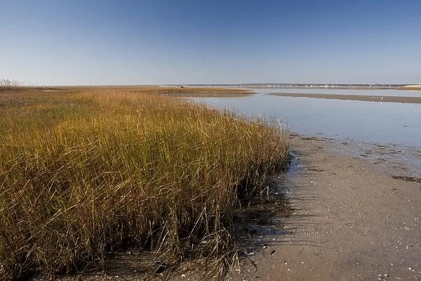 View of saltmarsh and mudflats habitat, Shinnecock County Park, Hampton Bays, Long Island, New York State, U. S. A. november