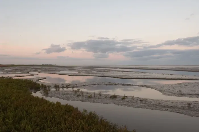 Framed Print : View of saltmarsh and tidal mudflats habitat at sunrise, The Wash, Snettisham RSPB Reserve, North Norfolk, England Framed Print : View of saltmarsh and tidal mudflats habitat at sunrise, The Wash, Snettisham RSPB Reserve, North Norfolk, England