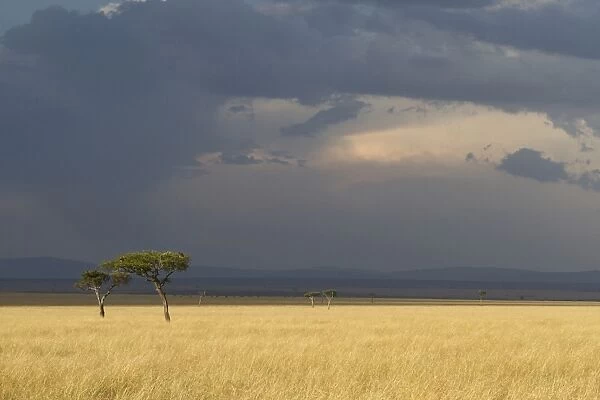 View of savannah habitat with acacia trees and approaching thunderstorm, Masai Mara, Kenya, August