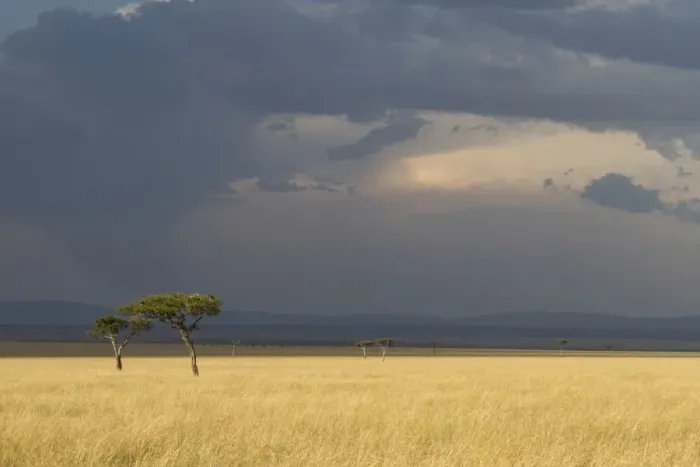 Framed Print : View of savannah habitat with acacia trees and approaching thunderstorm, Masai Mara, Kenya, August Framed Print : View of savannah habitat with acacia trees and approaching thunderstorm, Masai Mara, Kenya, August