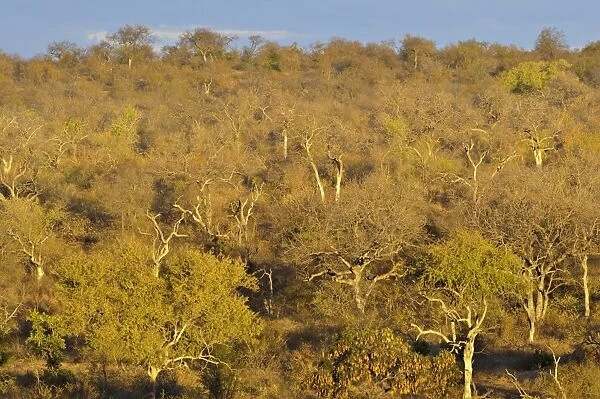 View of savannah habitat, Balule Nature Reserve, Limpopo Province, South Africa