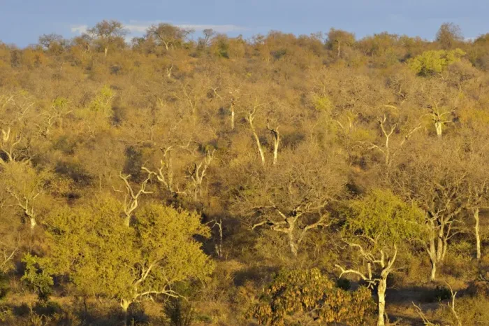 Framed Print : View of savannah habitat, Balule Nature Reserve, Limpopo Province, South Africa Framed Print : View of savannah habitat, Balule Nature Reserve, Limpopo Province, South Africa