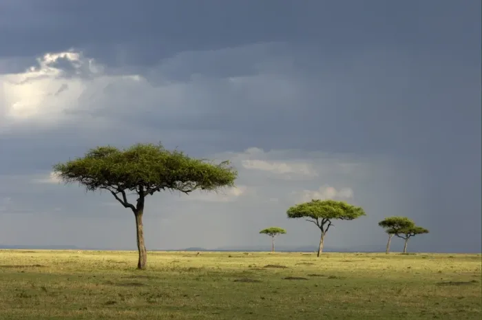 Framed Print : View of savannah habitat with rainclouds, Masai Mara, Kenya Framed Print : View of savannah habitat with rainclouds, Masai Mara, Kenya