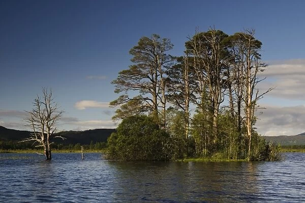 View of Scots Pine (Pinus sylvestris) growing on island in freshwater loch, Loch Mallachie, Abernethy Forest