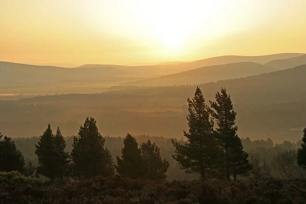 View over Scots Pine (Pinus sylvestris) forest habitat at sunrise, Caledonian Pine Forest, Abernethy Forest