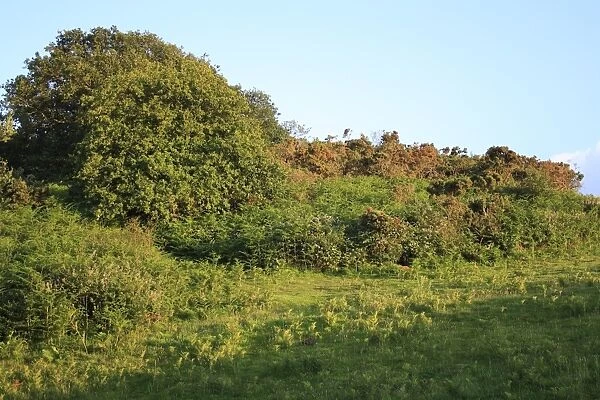 View of scrub at edge of woodland habitat in evening sunlight, Alverstone Mead Local Nature Reserve, Alverstone