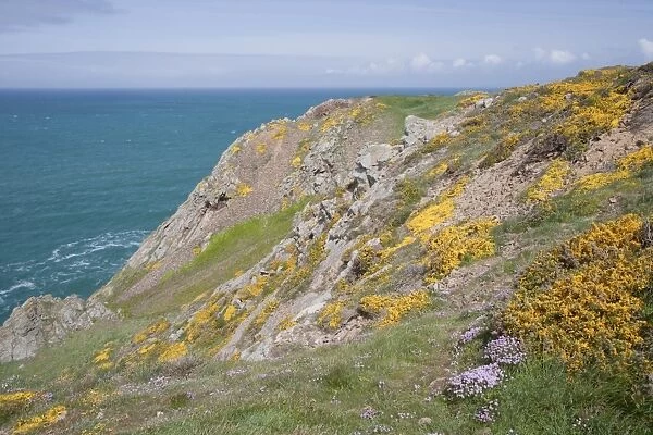 View of sea cliffs with spring flowers, Les Landes, Jersey, Channel Islands, May
