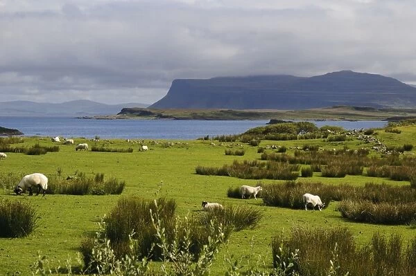 View of sea loch with sheep grazing near shore, Loch Scridain, Isle of Mull, Inner Hebrides, Scotland, August