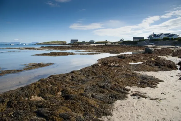 Framed Print : View of seaweed on beach and coastline, Borthwen, Cymyran Bay, Anglesey, North Wales, august