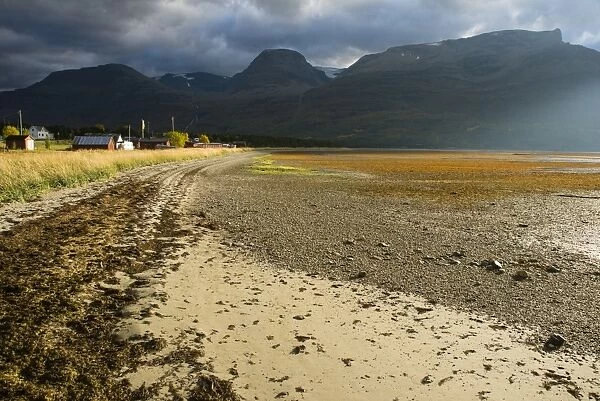 View of seaweed on beach at low tide, Lyngen Fjord, Skibotn, Lapland, North Norway, September