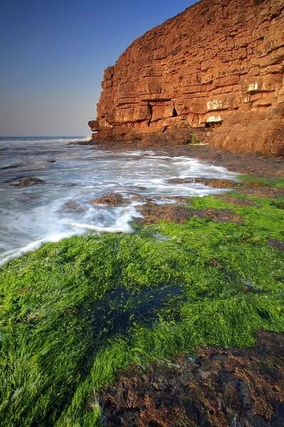View of seaweed on rocky beach and old quarry on cliffs at dawn, Winspit Bay, near Worth Matravers, Isle of Purbeck