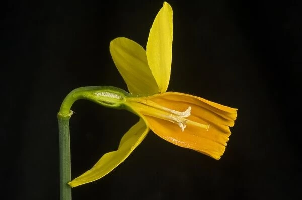Side view section of a daffodil flower, Narcissus Jetfire, with yellow sepals and orange corona, ovary, pistil, stigma