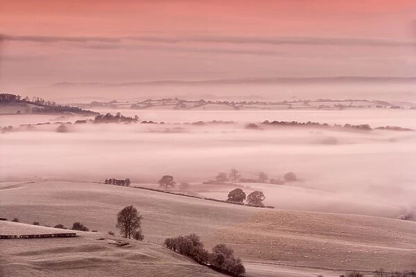 View of sheep flock on frost covered pasture in mist at sunrise, Cobblers Plain, Monmouthshire, Wales, November
