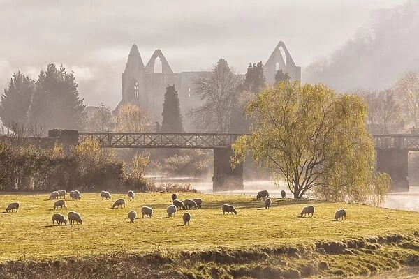 View of sheep flock grazing in pasture and Cistercian abbey ruins at sunrise, Tintern Abbey, Tintern, Wye Valley