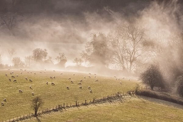 View of sheep flock grazing in pasture beside river, shrouded in mist at sunrise, Lower Wyndcliff, Chepstow, River Wye