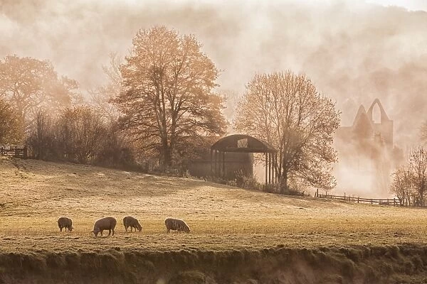 View of sheep grazing in pasture and Cistercian abbey ruins in mist at sunrise, Tintern Abbey, Tintern, Wye Valley
