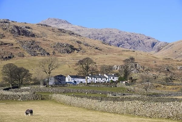 View of sheep grazing in pasture, drystone walls and farm building in upland landscape, Bowderdale, Wasdale Valley