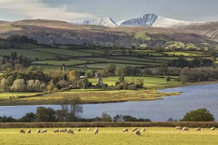Framed Print : View of sheep grazing in pasture, lake and snow covered hills in distance, Llangorse Lake, Penyfan, Brecon Beacons N. P Framed Print : View of sheep grazing in pasture, lake and snow covered hills in distance, Llangorse Lake, Penyfan, Brecon Beacons N. P