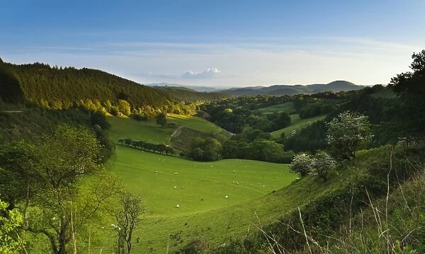 View of sheep grazing on pasture and wooded hillsides, Afon Gwyddon Valley, viewed from Sugar Loaf (Mynydd Pen-y-Fal)
