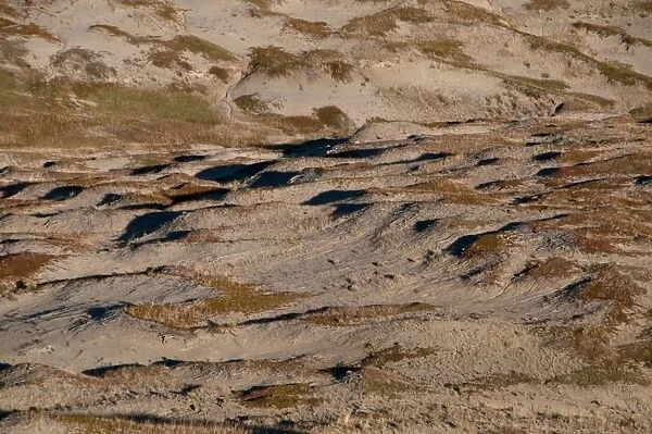 View of shortgrass prairie habitat, West Bloc, Grasslands N. P. Southern Saskatchewan, Canada, october