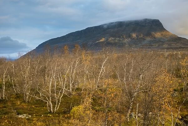 View of Silver Birch (Betula pendula) forest, with leaves in autumn colour, with summit of Saana Fell in background