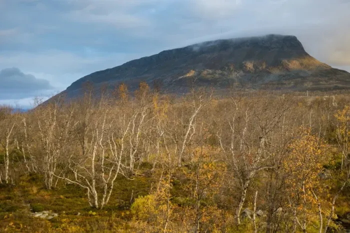 Framed Print : View of Silver Birch (Betula pendula) forest, with leaves in autumn colour, with summit of Saana Fell in background