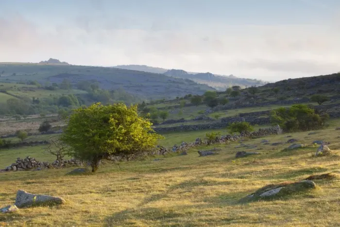 Framed Print : View of small hawthorn tree and remains of walled enclosures at sunrise, with Greator Rocks and Hound Tor in distance Framed Print : View of small hawthorn tree and remains of walled enclosures at sunrise, with Greator Rocks and Hound Tor in distance