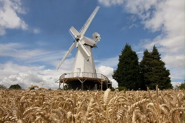 View of smock mill and wheat field, Woodchurch Windmill, Kent, England, july