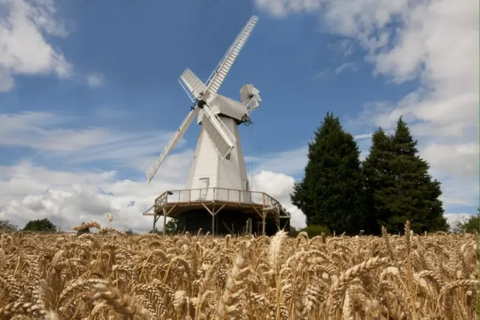 Framed Print : View of smock mill and wheat field, Woodchurch Windmill, Kent, England, july Framed Print : View of smock mill and wheat field, Woodchurch Windmill, Kent, England, july