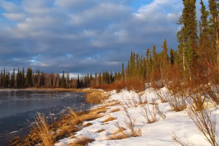 Framed Print : View of snow covered boreal forest habitat at edge of river in early spring, Kanuti National Wildlife Refuge Framed Print : View of snow covered boreal forest habitat at edge of river in early spring, Kanuti National Wildlife Refuge