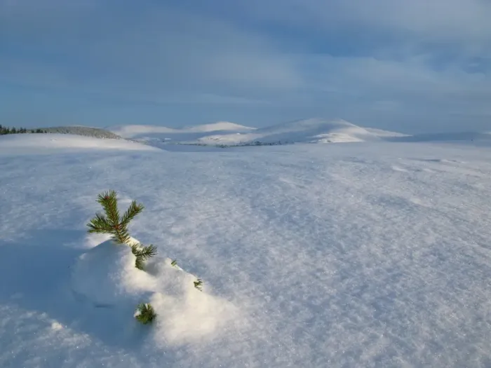 Framed Print : View of snow covered conifer sapling in upland habitat, Cairngorms N. P. Highlands, Scotland, january Framed Print : View of snow covered conifer sapling in upland habitat, Cairngorms N. P. Highlands, Scotland, january