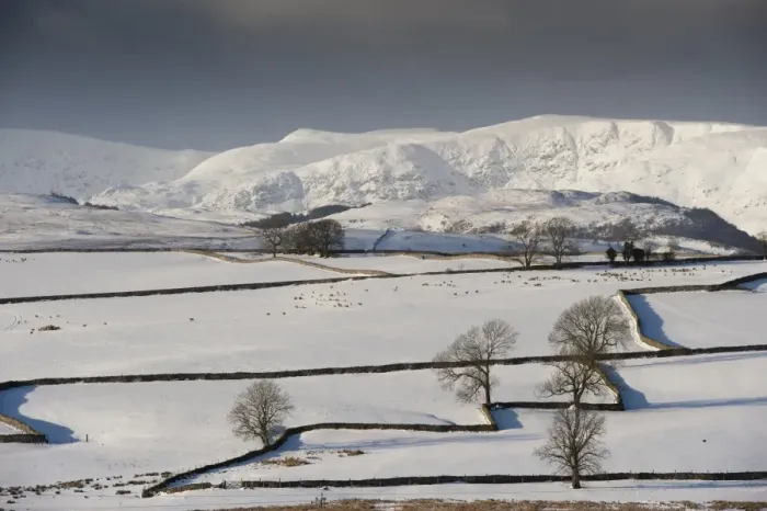Framed Print : View of snow covered farmland with drystone walls, sheep flock and distant fells, near Shap, Cumbria, England, January Framed Print : View of snow covered farmland with drystone walls, sheep flock and distant fells, near Shap, Cumbria, England, January