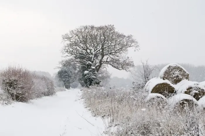 Framed Print : View of snow covered lane and round straw bales, Postwick, Norfolk, England, december Framed Print : View of snow covered lane and round straw bales, Postwick, Norfolk, England, december